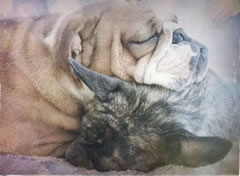 our bulldogs at rest